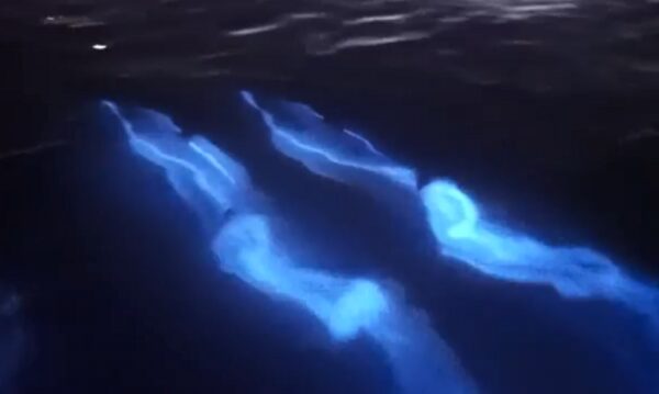 Везучий фотограф запечатлел светящихся дельфинов - всё научно, и никакого чуда