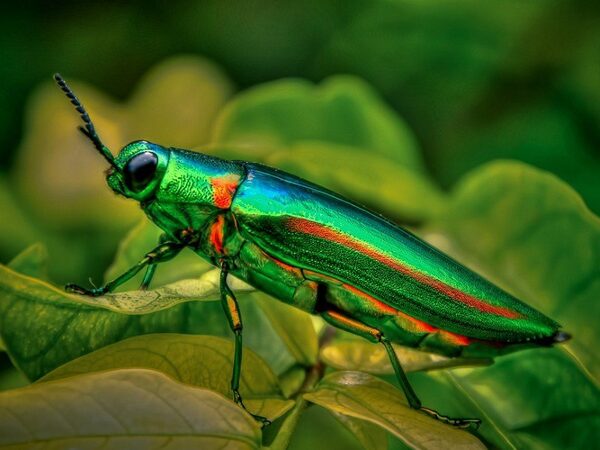 За тридцать лет численность насекомых сократилась на четверть