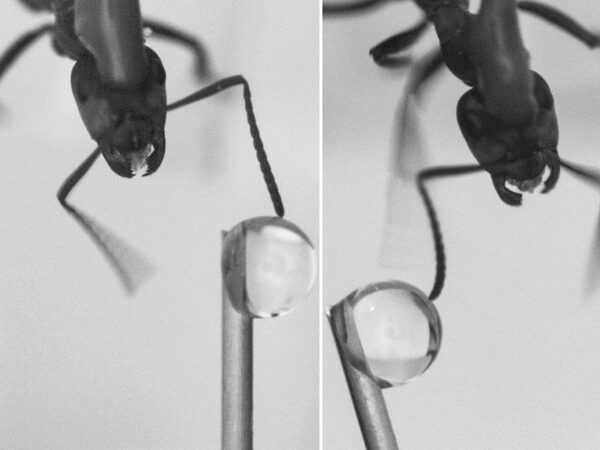 Для длительной и кратковременной памяти у муравьев служат разные части мозга