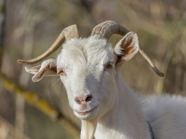 Домашние козы получили ген устойчивости к паразитам от западнокавказского тура
