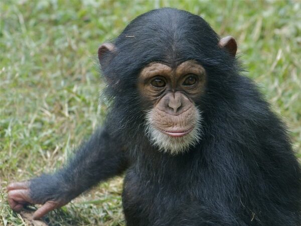 Кости шимпанзе, которую заставляли жить, как человек, доказали врожденность искривления фаланг у обезьян