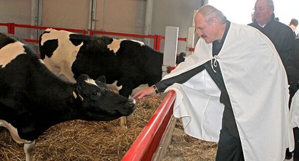 Лукашенко посоветовали остаться «со свинками и коровками»