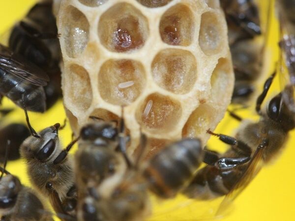 Обнаружен ген, позволяющий капским пчелам размножаться без оплодотворения