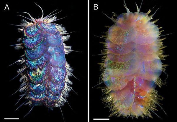 Океанологи открыли странный «гламурный» вид морских существ – «черви Элвиса»