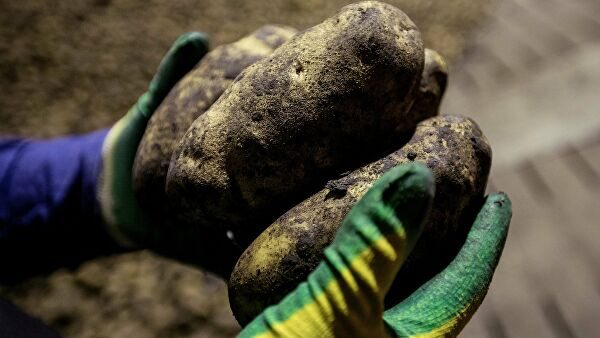 В Подмосковье картофель посеяли на площади более 11 тысяч гектаров