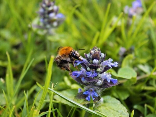 Англичан призвали реже стричь газоны, чтобы сохранить насекомых-опылителей