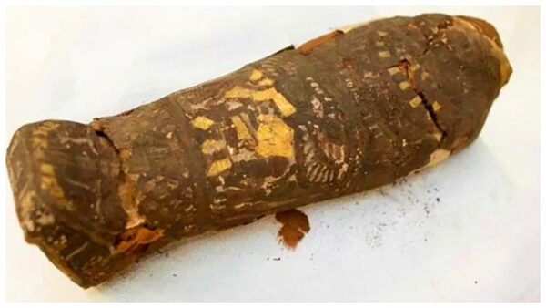 Египетская мумия птицы оказалась человеческим плодом