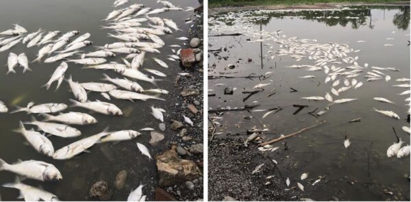 На Кубани на реке Кирпили массово погибает рыба – сказалась нехватка воды и жара