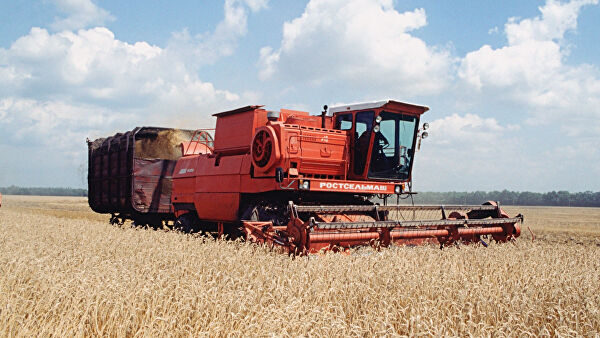 На Кубани начали уборку пшеницы