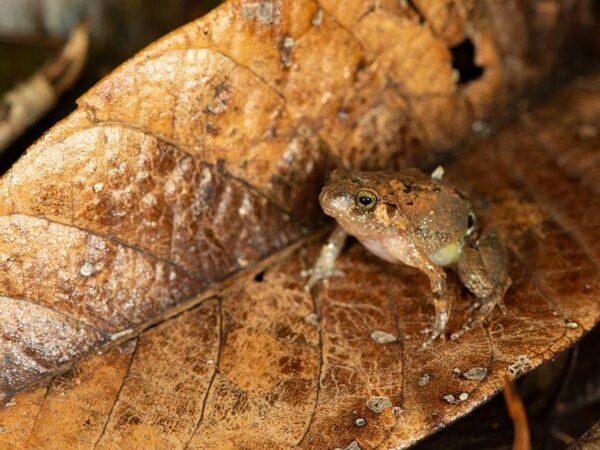 На Мадагаскаре открыт новый вид лягушек