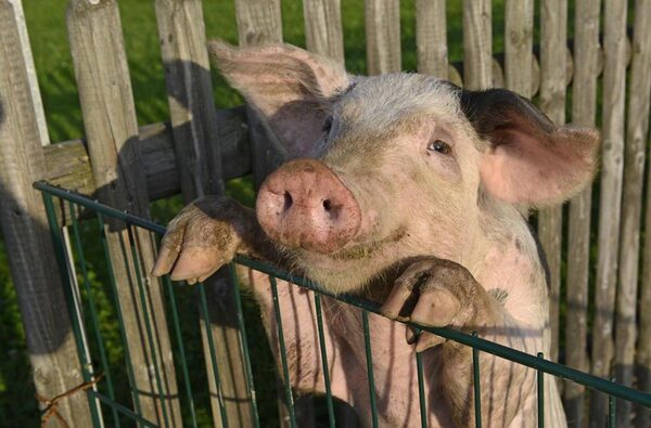 Ученые из Китая назвали свиней вероятной угрозой новой пандемии