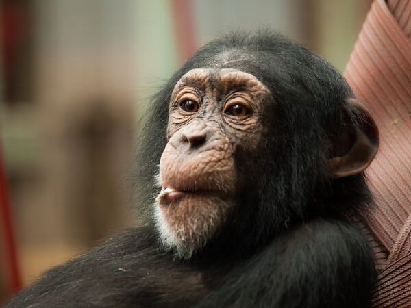 В сердце некоторых шимпанзе имеется небольшая кость