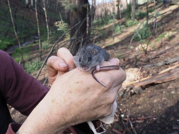 Вид австралийских мышей, считавшийся вымершим из-за лесных пожаров прошлого года, вновь обнаружен в природе