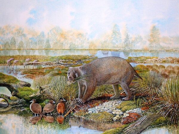 Вомбат размером с медведя жил 25 миллионов лет назад в Австралии