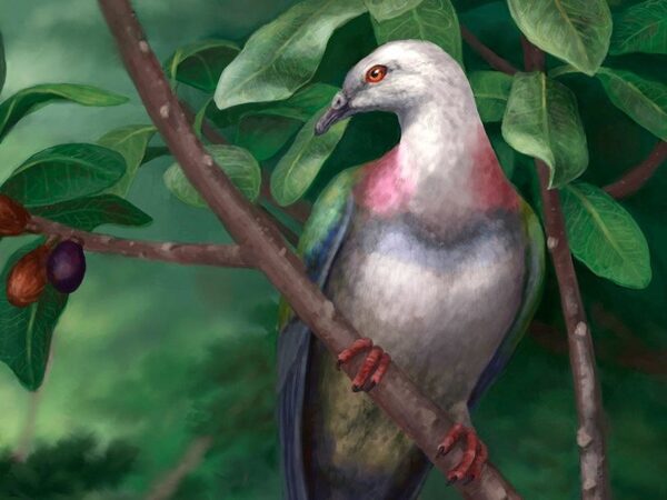 Древние голуби с островов Тонга весили в пять раз больше обычных сизых голубей. И их съели люди
