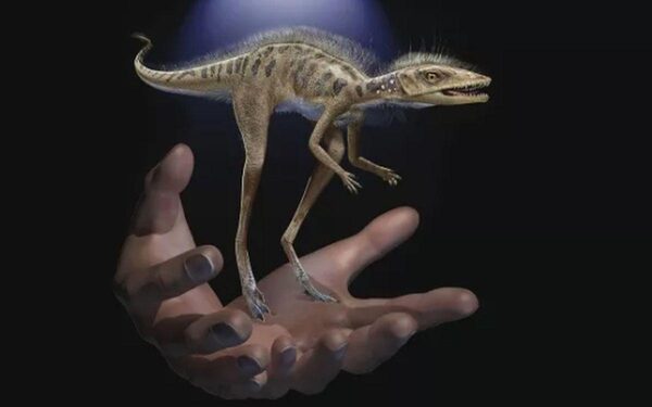 На Мадагаскаре обнаружен самый крошечный предок динозавров