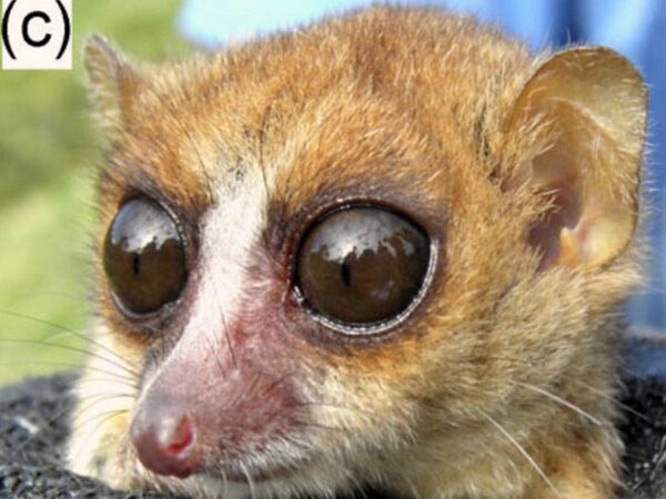 На Мадагаскаре открыт новый вид мышиных лемуров