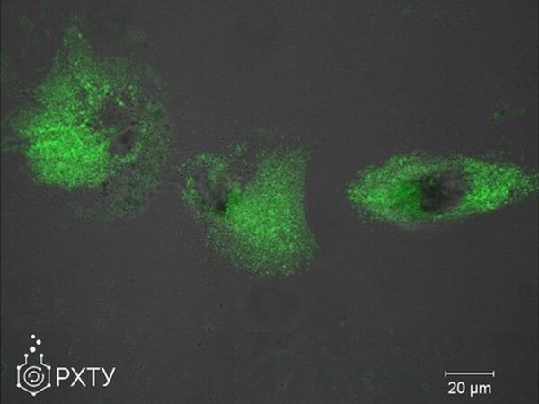 Новые вещества позволяют наблюдать за ионами кальция в живых клетках