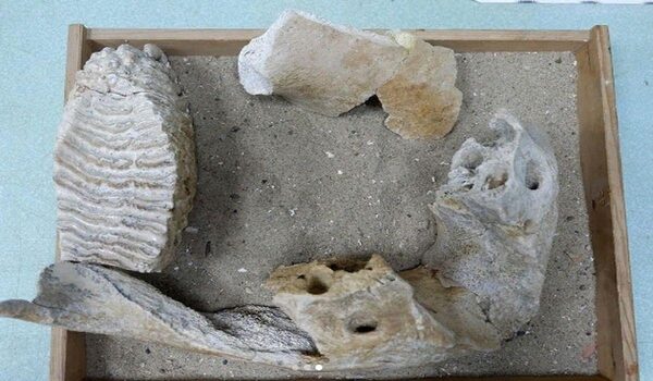 Останки хазарского слона, жившего 116 тысяч лет назад, нашли в Астраханской области