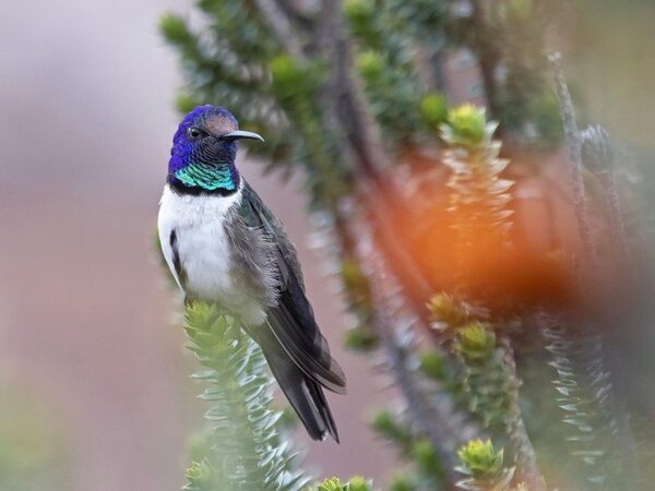 Песни эквадорского колибри не слышны большинству других птиц