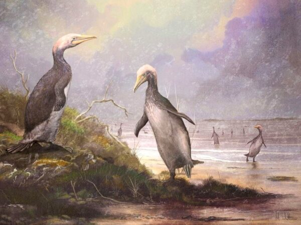 Птицы, жившие 30 млн лет назад в северном полушарии, были похожи на гигантских пингвинов