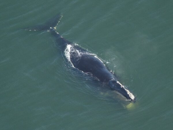 Северные гладкие киты признаны находящимися на грани исчезновения