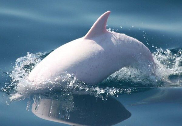 У берегов Крыма заметили редкого дельфина-альбиноса