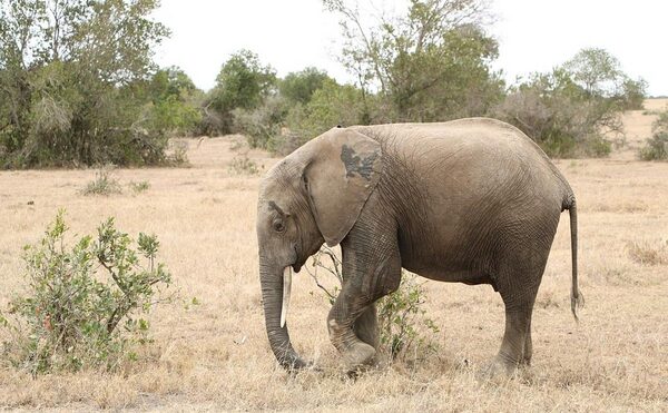 Ученых обеспокоила массовая гибель слонов от неизвестной болезни в Ботсване