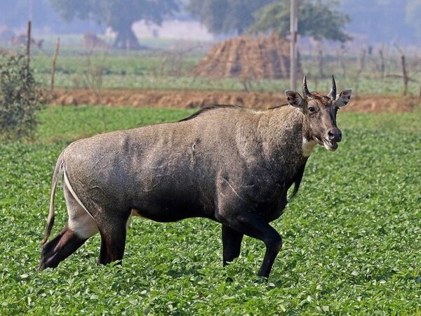 Завезенные из Индии нильгау способствуют распространению опасных болезней коров в Техасе