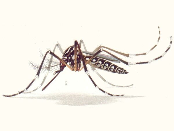 Бактерия не позволяет комарам распространять лихорадку денге