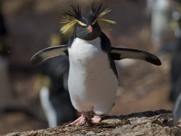 Генетики построили эволюционное древо пингвинов