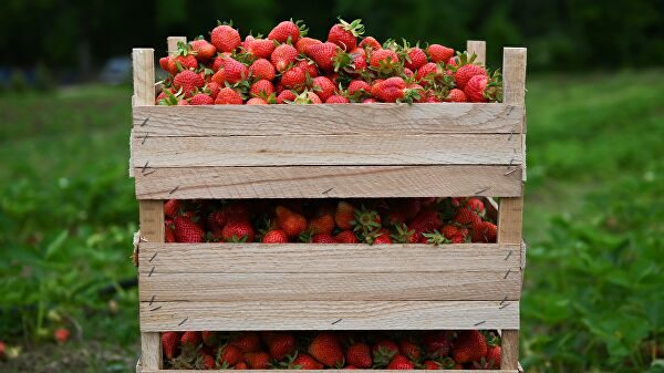 Пензенская компания планирует построить комбинат по переработке ягод