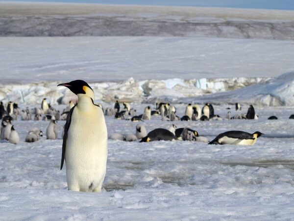 Спутники нашли восемь новых колоний императорских пингвинов