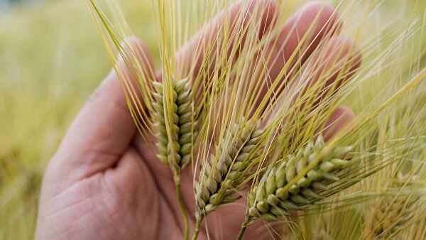 В Алтайском крае значительно улучшилось качество пшеницы нового урожая