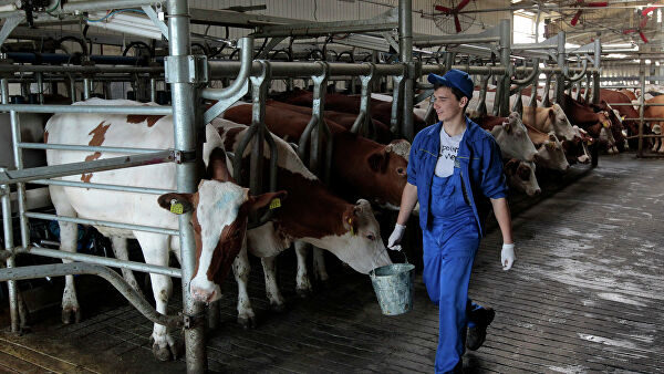 В Приморье фермы за полгода увеличили производство молока на 10%