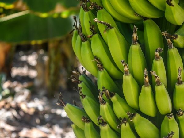 Жители островов Торресова пролива выращивали бананы более двух тысяч лет назад