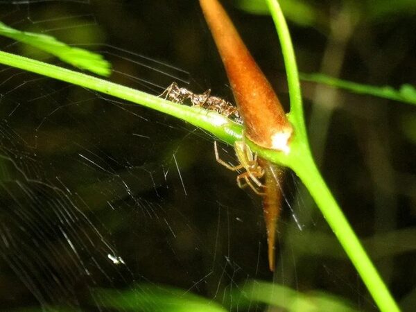 Два вида тропических пауков присоединились к союзу муравьев и акаций