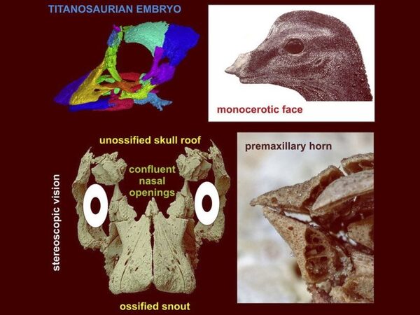Маленькие титанозаврики пробивали оболочку яйца специальным рогом
