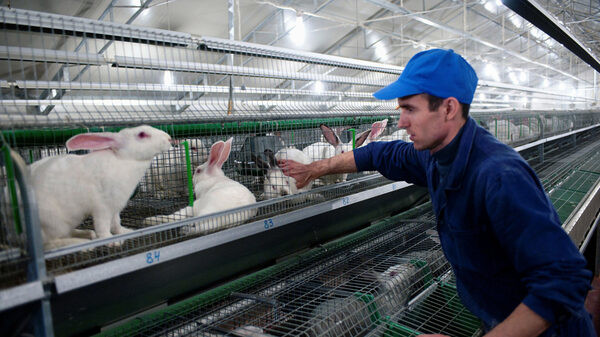 В Ленобласти создадут учебный животноводческий центр