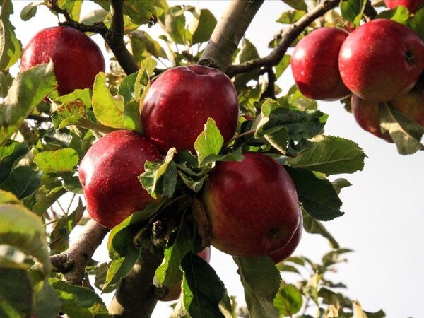 Ученые предлагают этой осенью наблюдать за яблонями