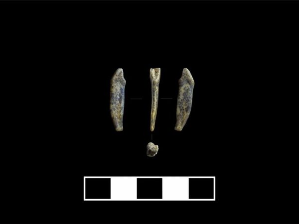 В алтайской пещере нашли два зуба неандертальцев