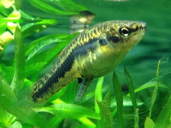 Даже незначительная примесь эстрогена в воде ведет к снижению числа самцов у рыб