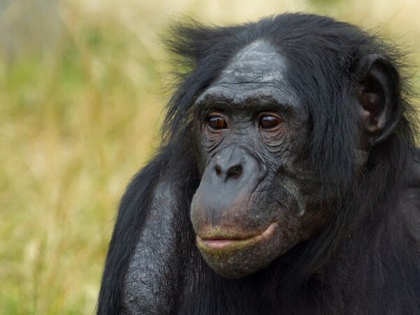 Карликовые шимпанзе бонобо помогли ученым открыть новый вид грибов