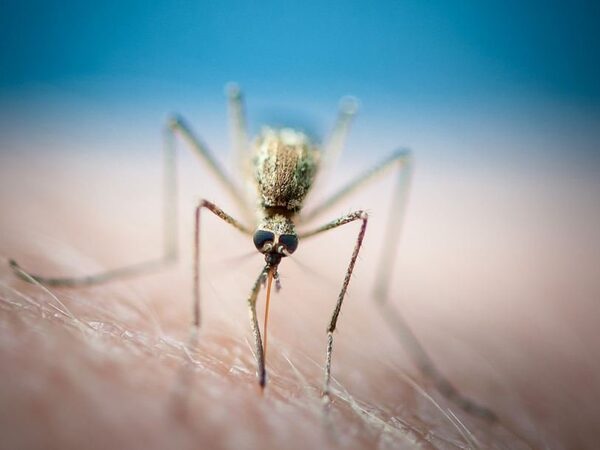 Возбудители малярии умеют затаиваться в сухой сезон и активизироваться в сезон дождей