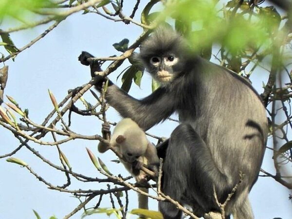 Новый вид обезьян открыт в Мьянме