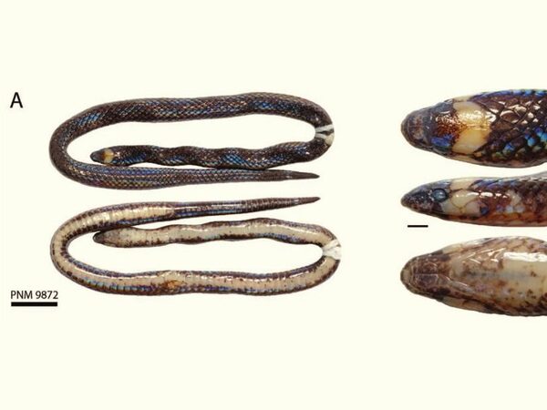 Филиппинская роющая змея питается земляными червями