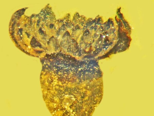 Янтарь сохранил цветок возрастом 99 миллионов лет
