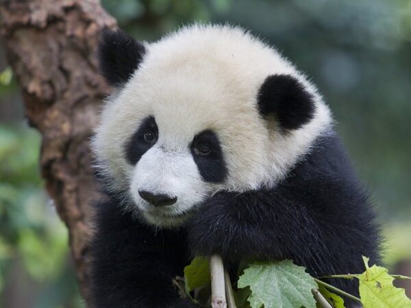Китайские ученые выяснили, зачем панды валяются в свежем конском навозе