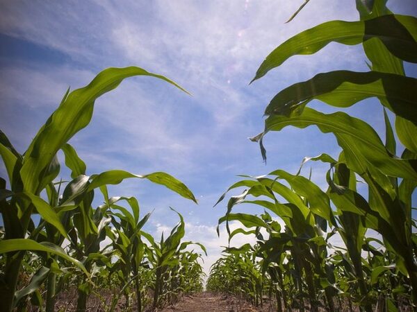Засухоустойчивые сорта кукурузы лучше противостоят клещам-вредителям
