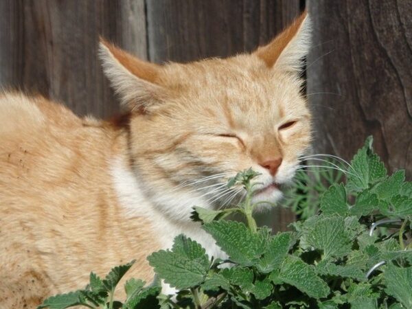 Растения, вызывающие у кошек эйфорию, также защищают их от насекомых